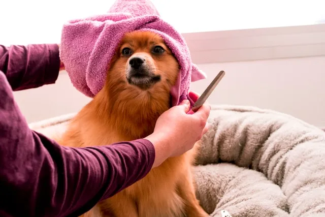 Kleine Hond Trimbeurt