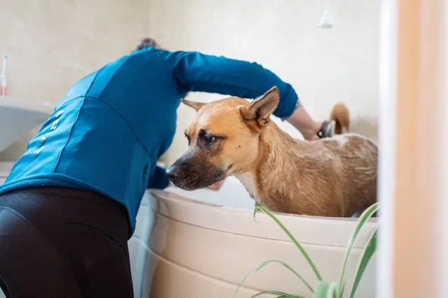 Grote Hond Wassen & Drogen